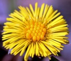 yellow little eggs