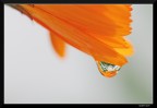 Calendula e neve (x Caponzio)
