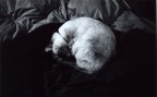 Yashica Electro 35 GSN
Ilford HP5 Plus 400
scanner HP Scanjet 3800