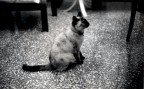 Yashica Electro 35 GSN
Ilford HP5 Plus 400
scanner HP Scanjet 3800