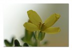 un fiore del cavolo