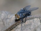 Mosca