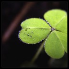 threedrop