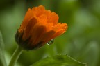 Fiore con goccia