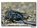 La Mosca -  il ritorno