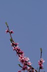fiori di pesco2