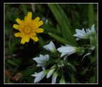 giallo prova