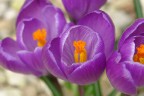 Finalmente ho la mia nuova Sony e l'ho testata sui fiori del mio giardino...essendo la mia prima macro ditemi tutto quello che non va, accetto critiche e commenti.