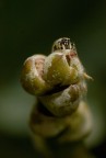 (famiglia) Salticidae