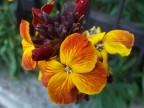 Flower 01 - Boh