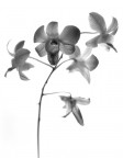 Orchidea 3 Orchidea 3