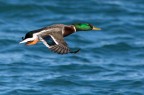 dal lago di bracciano
commenti e critiche attesi