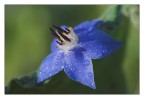 Stella stellina...
