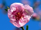 E' Primavera