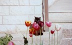il tulipano nero