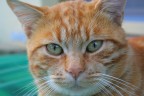 red cat