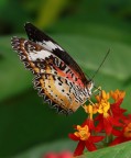 butterfly 4