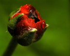 Ranunculus acer .