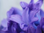 soft blue