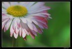 Petali (x gmassimo)