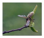 inchianata al generale inverno