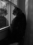 Micio