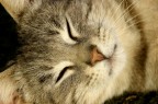 gatto 1
