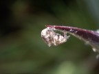 adoro gli insetti e mentre prendevo il sole in giardino mi sono imbattuta in questo ciccione XD