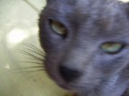 questo  il mio gatto