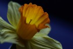 Narciso