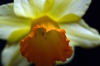 Secondo narciso