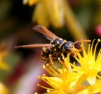 Macro