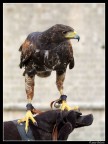 Rapace