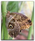 Butterfly 5 Caligo memnon
