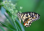 Papilio demodocus