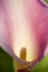 Calla