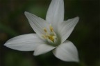 fiore sfondo omogeneo