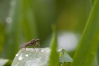 Insect