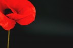 coquelicot rouge 1