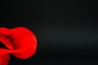 coquelicot rouge 2