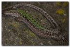 Lizard