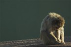 allo zoo...