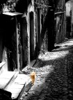 Gatto a colori