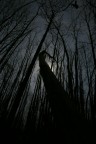 Foresta Oscura