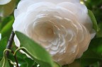 camelia bianca