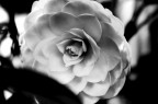 camelia black&white camelia black&white