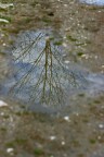riflesso