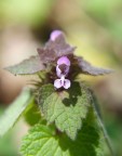 Mini orchidea