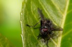 Canon 350D
100mm macro + 580ex