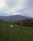 Cavallo al pascolo